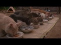 Neko Atsume Japanese Live Action Movie Trailer English Subtitles