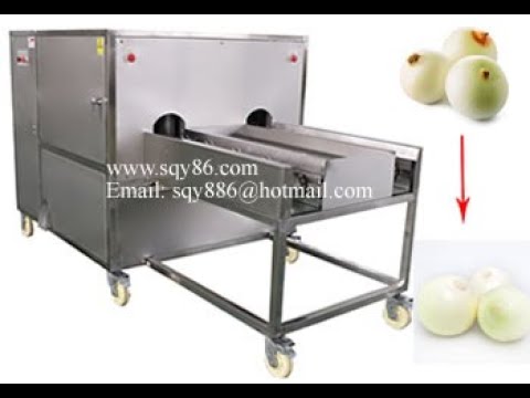 304 Stainless Steel Semi-automatic Two Belts Onion End Root Cutting Machine for Big Onions
