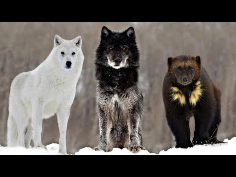 image-What animals would you likely find in Alaska?