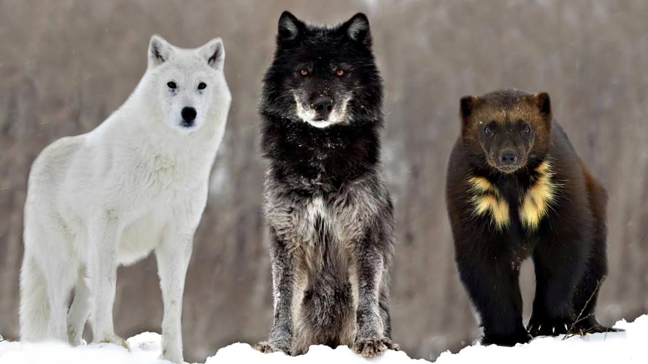 What animals live in Canada, Alaska?
