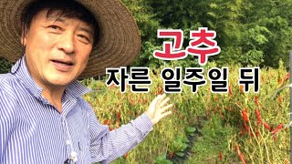 고추나무 밑둥 자른 결과 어떻게 되었을까