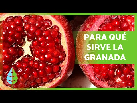 Benefits of the Pomegranate ❤️✅ (Medicinal Properties, How to Eat It and Contraindications)