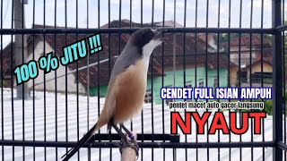 Download lagu burung cendet gacor FULL ISIAN PANJANG,, PANCINGAN CENDET AGAR BUNYI bikin BURUNG PENTET GACOR NYAUT mp3