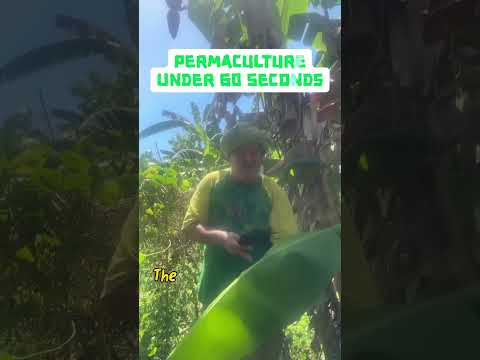 Bananas Thrive in Community: A 60-Second Permaculture Insight