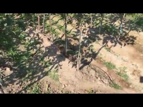 Szkółki [jesień 2016] - Kozerski, Dębowa Góra