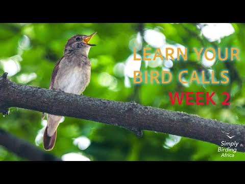 Learning Bird Calls: Week 2 – Hearing the Different Types of Bird Sounds
