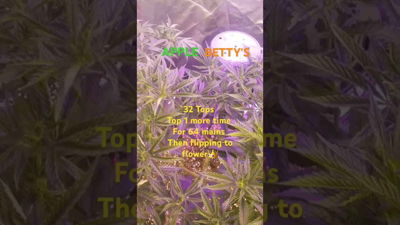 Indoor Weed Grow NZ [Herbies seeds] Apple Betty's update.....