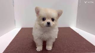 ハーフ犬の動画01