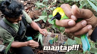 Download lagu Lihat keseruan kami sobat Berpetualang di dalam hutan Sumatera mikat burung cukak ranting  mp3