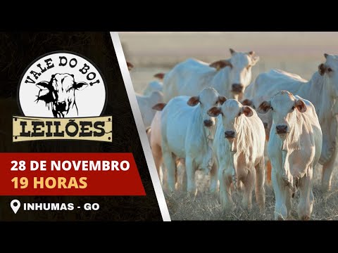LEILAO VIRTUAL E PRESENCIAL VALE DO BOI LEILOES - INHUMAS GO -  28/11/2025