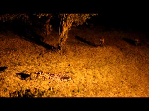 Sound of hyenas at night in the Masai Mara