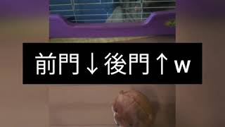 いろんなおもちゃで無心に遊ぶ子猫②