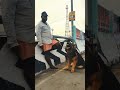 Gray Wolf Dog Video Tamil Simply Sarath Shorts