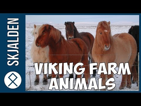 What Animals did the Vikings Have on Their Farms