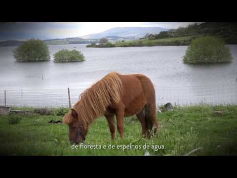 MONTALEGRE - MonteAlegre (2017)