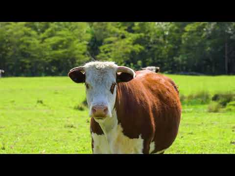 LOT 41/271 Lemon Tree Creek Road, Termeil, NSW 2539, 0 habitaciones, 0 baños, Lifestyle Property