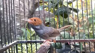 Download lagu Prenjak Tamu Jantan GACOR Ngalun Lot - Suara MP3 Pikat Burung Pernjak Liaran Paling AMPUH Auto NYAUT mp3