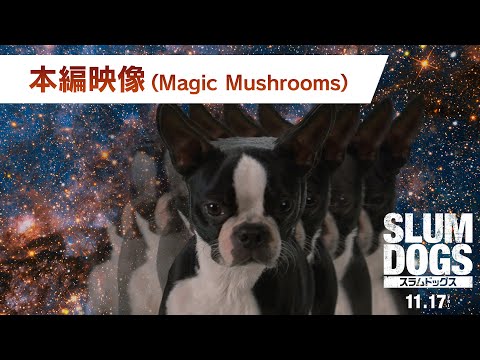 本編映像「Magic Mushrooms」