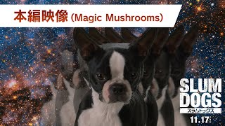 本編映像「Magic Mushrooms」