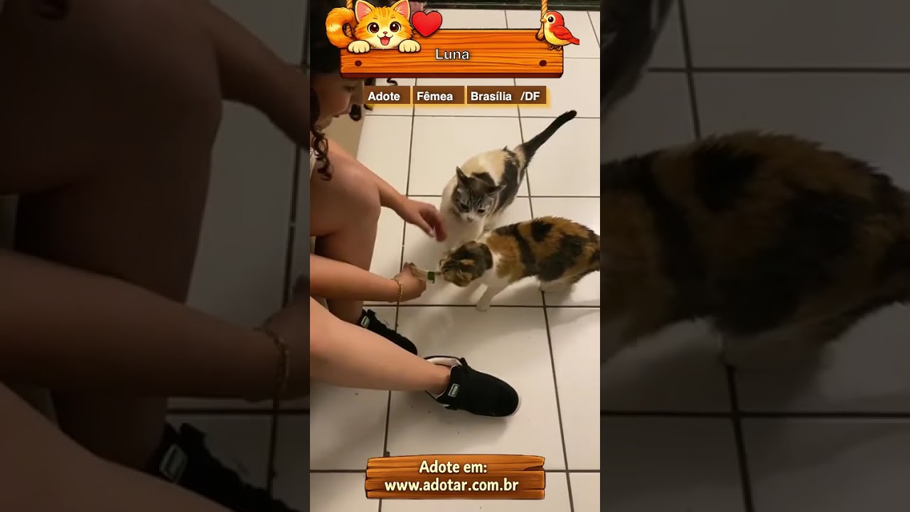 Gato raça SRD-ViraLata idade 6 ou mais anos nome Luna