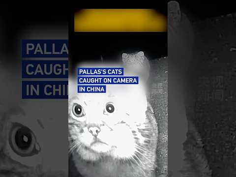 Pallas's cats caught on camera in China
