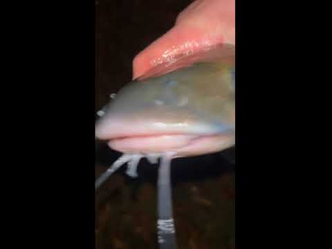 Caught a lil channel catfish. FUNNY! #fishing #fish #funny #catfish #funnyvideo #funnyfishing