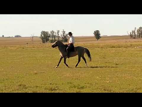 Lote FAJA PAMPA RETOBADA