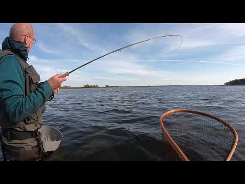 2.9 kg havrred p fluestang i Roskilde Fjord
