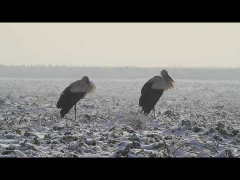 , title : 'Áttelelő fehér gólyák, Tápiógyörgye / Wintering White Stroks is Hungary (2010.12.15.)'