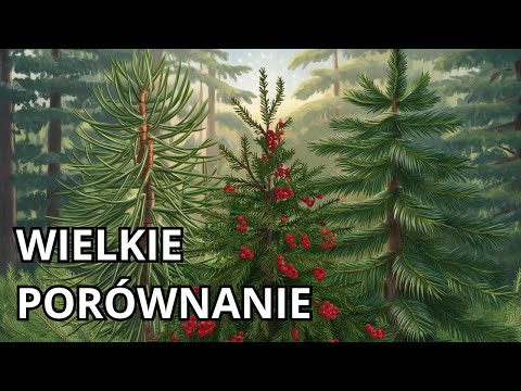 SOSNA vs. ŚWIERK, CIS i JODŁA - drzewa iglaste PORÓWNANIE