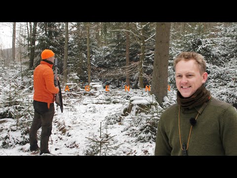 Drückjagd im zauberhaften Winterwald mit Jagdmomente | Felix Kuwert – HOD– die ersten 5 Minuten