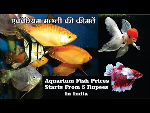 Aquarium fish prices in India with Name's  2018