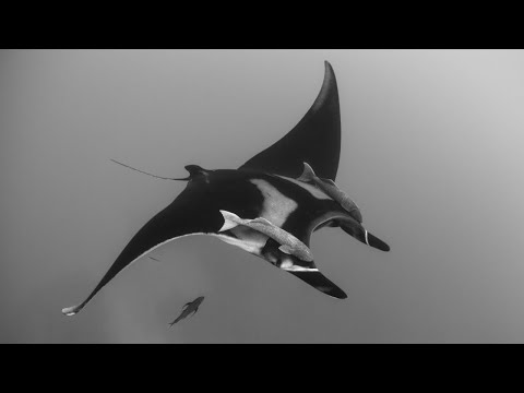 Of Norway feat. Linnea Dale - Spirit Lights (Lehar Remix)