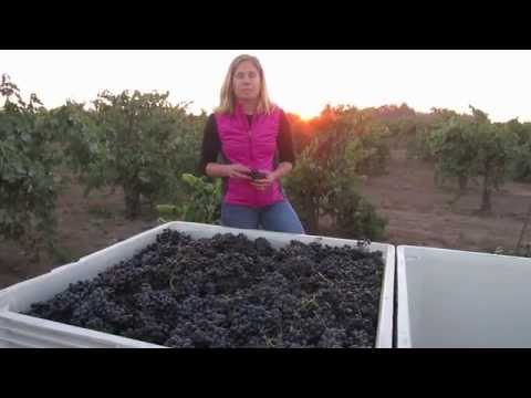 Jillian Johnson, Onesta, 2014 Bechthold Vineyard Cinsaut harvest