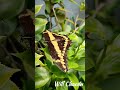 Mariposa Papilio Cresphontes 🦋