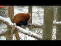 Red Pandas Play in the Snow