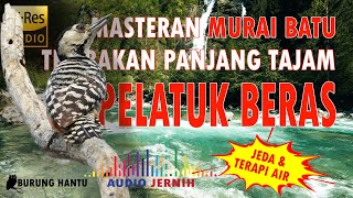Download lagu Masteran Murai Batu Isian Pelatuk Beras Tembakan Pedas Dan Tajam mp3