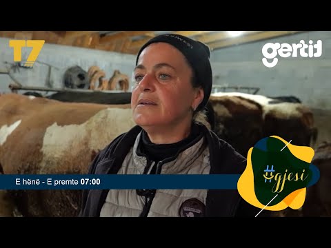 Gruaja nga Istogu që kujdeset për 30 krerë lopë - Përgatitja e produkteve të bylmetit | #gjesi | T7