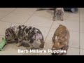 French Bulldog dogs for sale: Marshall - Video 1