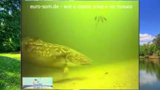 Ловля налимов зимой на блесны