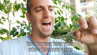 דיכנודרה כסופה בקערות תלויות וטריק נחמד ליצירת הסתרה