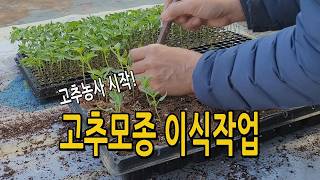 고추모종 이식(가식)작업 했어요. 고추농사 고추묘 키우기 2026년 3월 4일