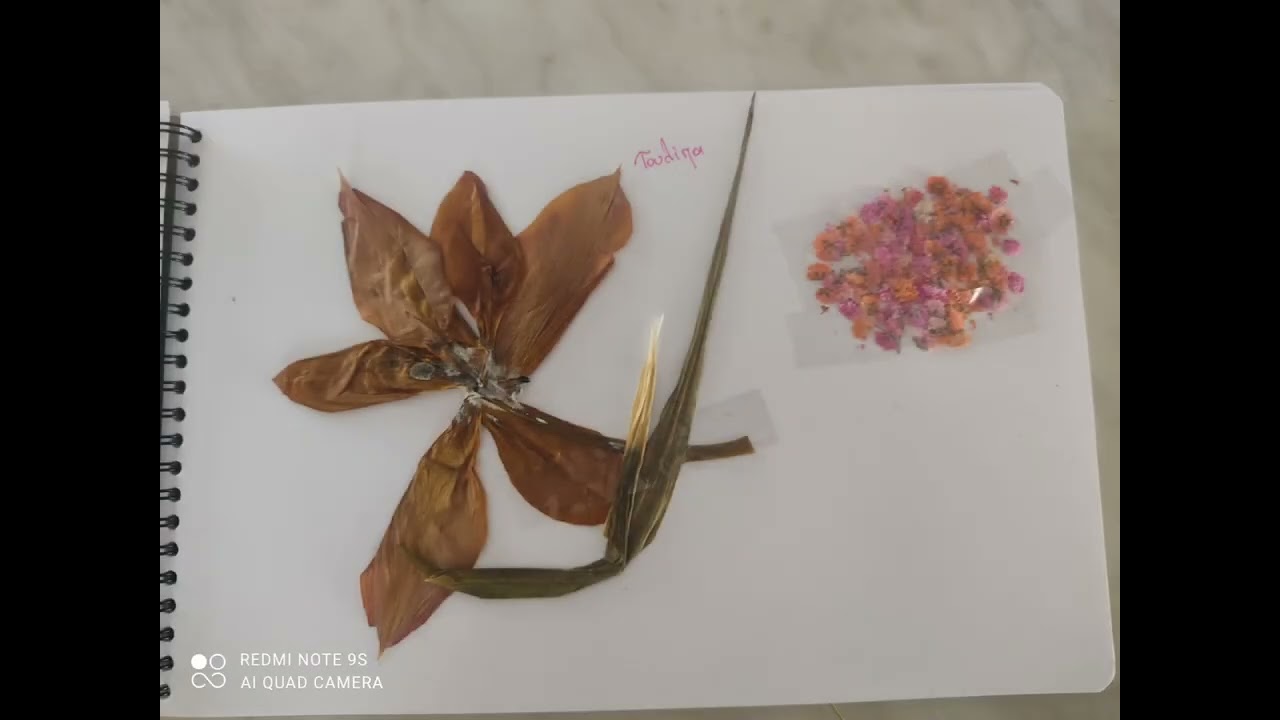 Εργαστήτια Δεξιοτήτων -Φυτολόγιο(σχ. έτος 2023-24)