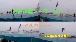 神戸須磨シーワールド　２０２５年４月２８日　イルカショー。