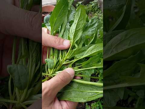 ほうれん草 植物