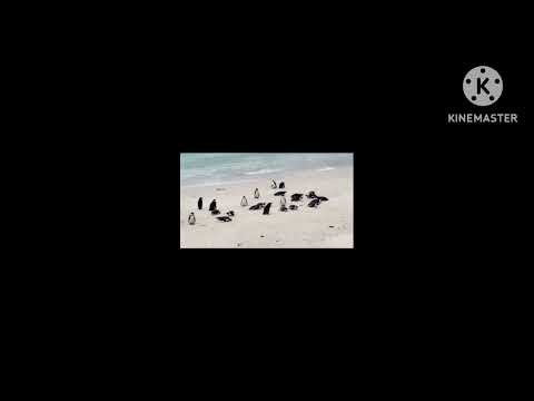 Bolder beach #travelvlog