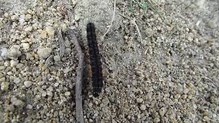 Caterpillar
