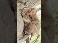 Sleeping Monkey Dreams Of Fruit​ Animals Monkeys Cute Monkeytime Monkeyworld Loveanimals