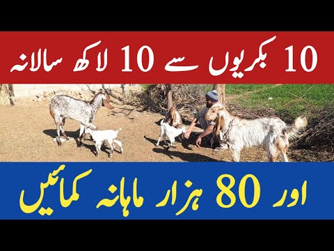 One Million can be earned annually from 10 goats. Chakwal Goat Farm. Goat Farming in Pakistan