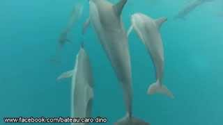 preview picture of video 'Nager avec les dauphins île Maurice - Excursions 01/07/14 Bateau Caro et Dino - Ile Maurice Tamarin'